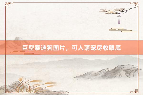 巨型泰迪狗图片，可人萌宠尽收眼底