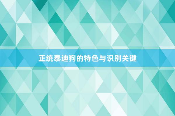 正统泰迪狗的特色与识别关键